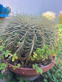 Cuscino della suocera “Echinocactus grusonii”
