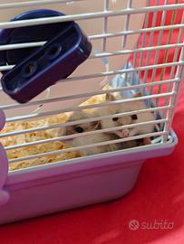 Coppia di criceti con gabbia