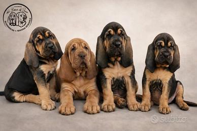 Cuccioli Bloodhound
