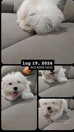 maltese