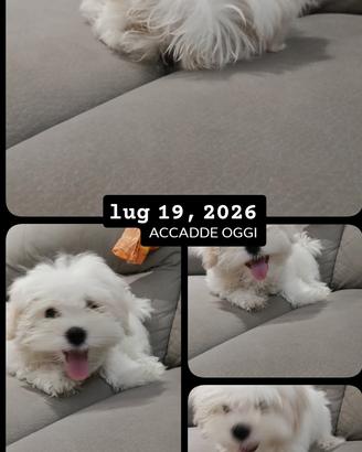 maltese