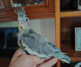 Calopsita