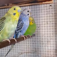 Cocorite vari colori - ondulati