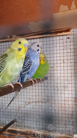 Cocorite vari colori