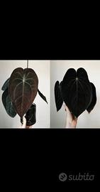 Anthurium (forgetii x Papillilaminum "LLB") x BVEP