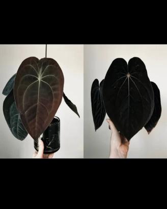 Anthurium (forgetii x Papillilaminum "LLB") x BVEP