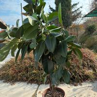 Ficus