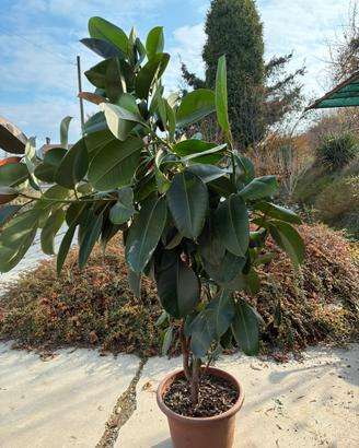 Ficus