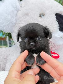 Maschi piccoli di chihuahua con Pedigree ENCI/FCI