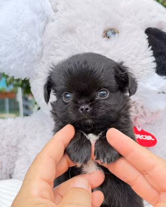 Maschi piccoli di chihuahua con Pedigree ENCI/FCI