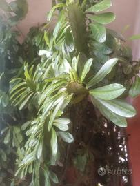 piante grasse 
