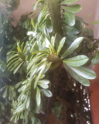 piante grasse 