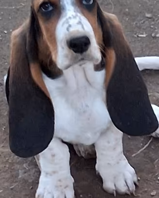 Basset hound