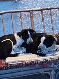 Cuccioli di Border Collie con pedigree