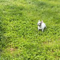 Bulldog francese esotica merle e bianca