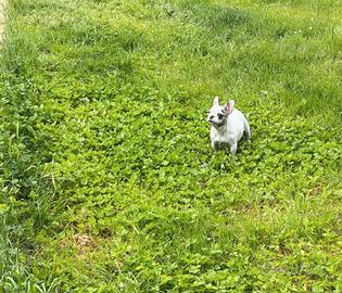 Bulldog francese esotica merle e bianca