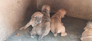 Cuccioli di segugio maremmano