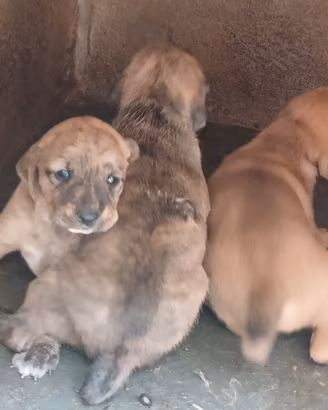 Cuccioli di segugio maremmano