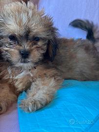 Cuccioli di cane Shihpoo
