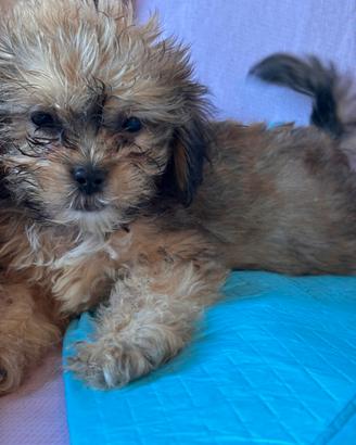 Cuccioli di cane Shihpoo