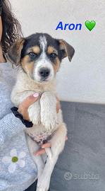 Cuccioli cane adotta dolce taglia media