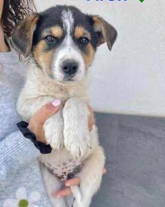 Cuccioli cane adotta dolce taglia media