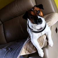 Jack Russell Terrier con Pedigree