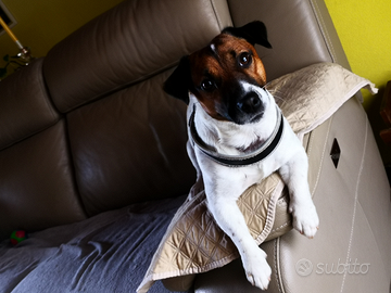 Jack Russell Terrier con Pedigree