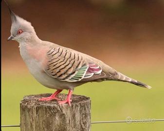 Tortora australiana dal ciuffo