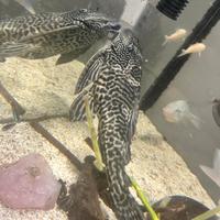 Plecostomus