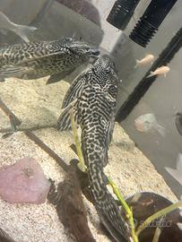 Plecostomus