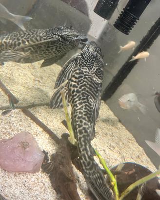 Plecostomus