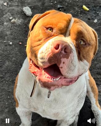Bulldog americano buonissimo