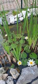piante acquatiche da laghetto e pond