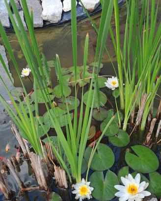piante acquatiche da laghetto e pond