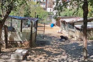 Terreno in sicurezza per pensione cani