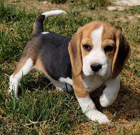 Beagle pedigree ENCI