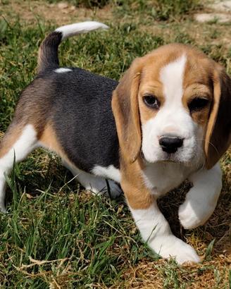 Beagle pedigree ENCI