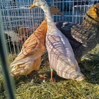 Coppia corritrice indiana