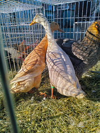 Coppia corritrice indiana