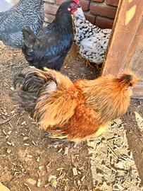 Amrock e altre galline