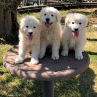 Cuccioli pastore maremmano abruzzese