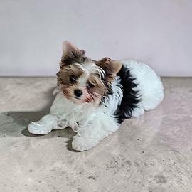 Fammina Biewer terrier