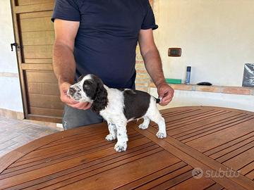 Springer Spaniel Inglese