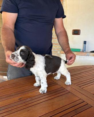 Springer Spaniel Inglese