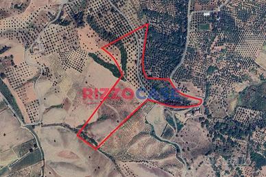 Terreno agricolo - Corigliano-Rossano