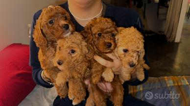 Cuccioli barboncino toy