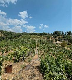Vigneto in zona DOC a Zafferana Etnea