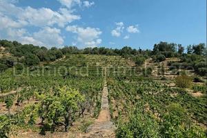 Vigneto in zona DOC a Zafferana Etnea