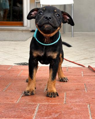 English staffordshire bull terrier
